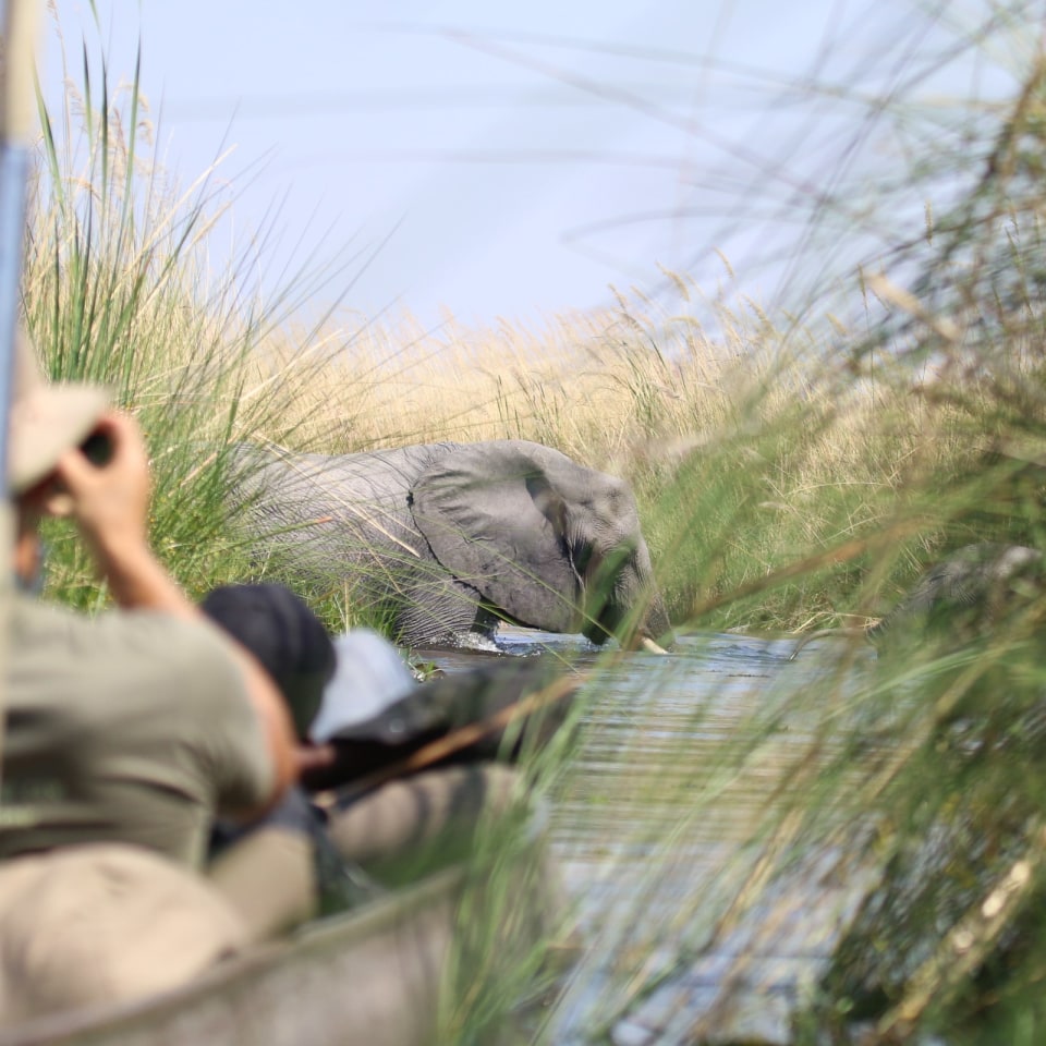 Camping-Safari im wilden Botswana